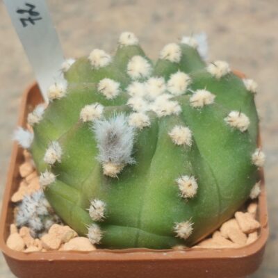 7281 Echinopsis subdenudata
