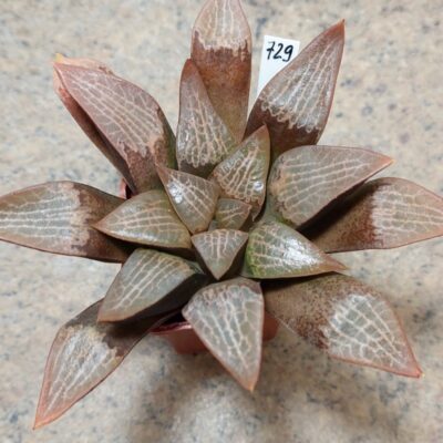 729 Haworthia comptoniana VVG13 x VVG14 вік 8 років