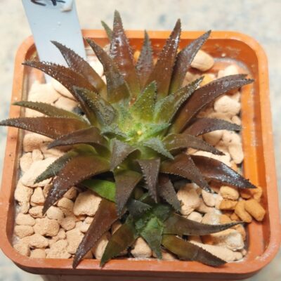 7294 Haworthia parksiana
