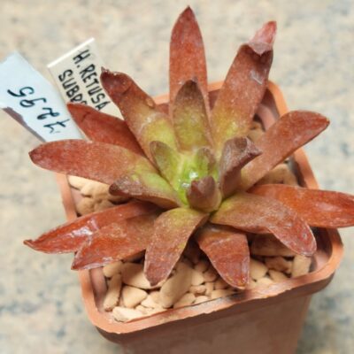 7295 Haworthia retusa v. subrecta SA