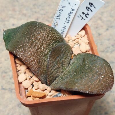 7299 Gasteria armstrongii hybrid