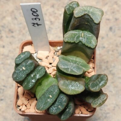7300 Haworthia truncata -Japan- сіянці , весь горщик