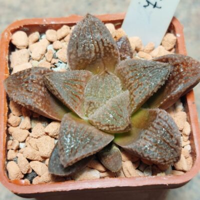 7302 Haworthia 'Yulia' hybrid сіянець