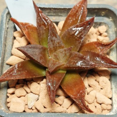 7308 Haworthia hybrid