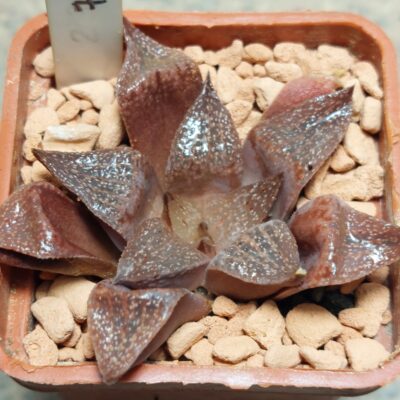 7309 Haworthia hybrid
