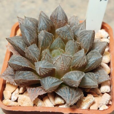 7314 Haworthia 'Mirror Ball' hybrid
