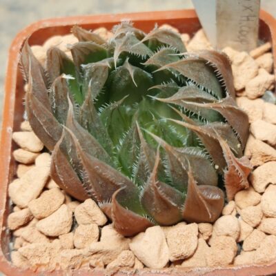7317 Haworthia maughanii x venusta F2