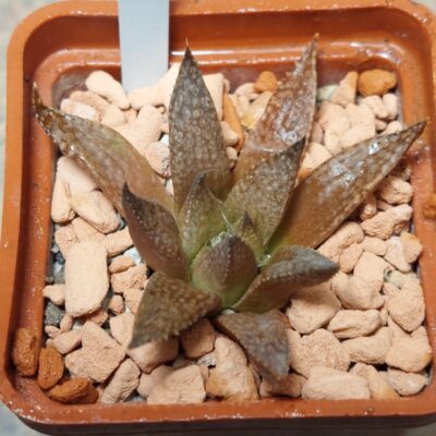 7285  Haworthia reticulata hybrid