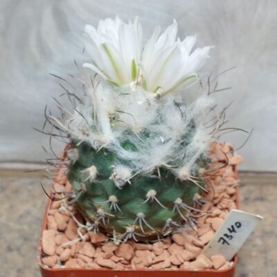 7340 Turbinicarpus lophophoroides