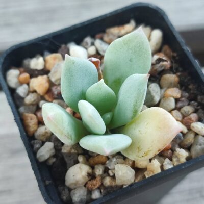echeveria pinky