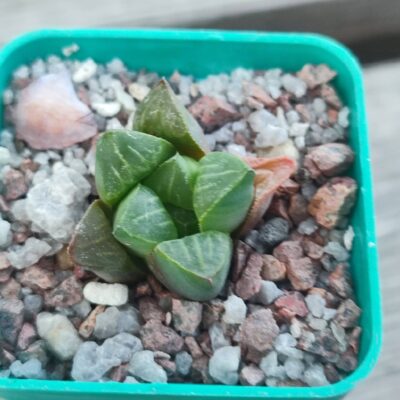 Haworthia retusa mutica