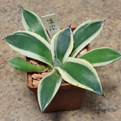 7342 Agave patonii f. variegata