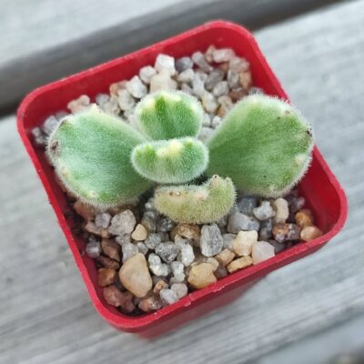 Cotyledon tomentosa variegata