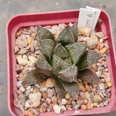 Haworthia selection