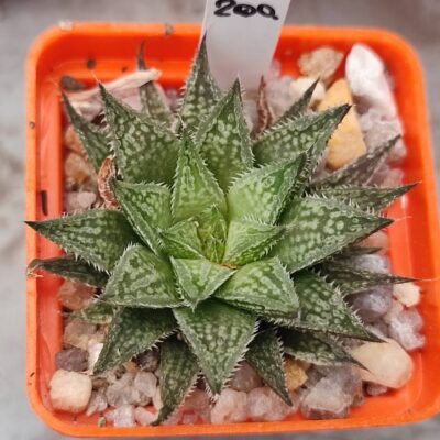 Haworthia selection