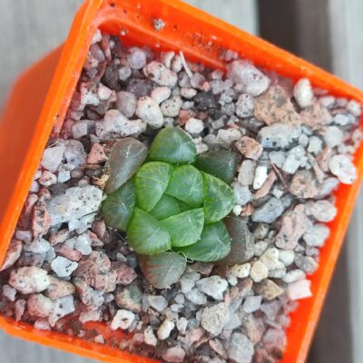 Haworthia Cooperi truncata