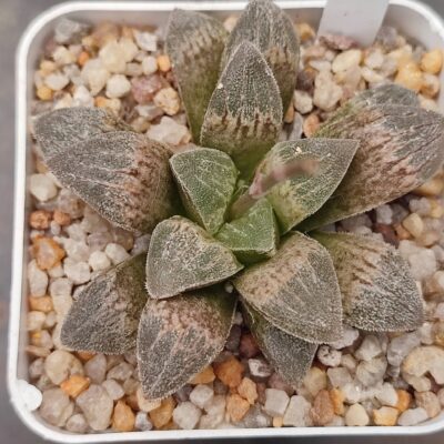 Haworthia selection
