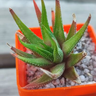 Haworthia attenuata