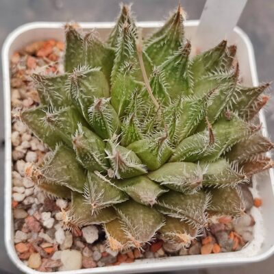 Haworthia hakuma hybrid