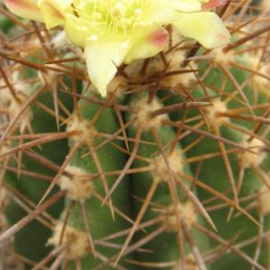 Copiapoa calderana v spinosior MG насіння