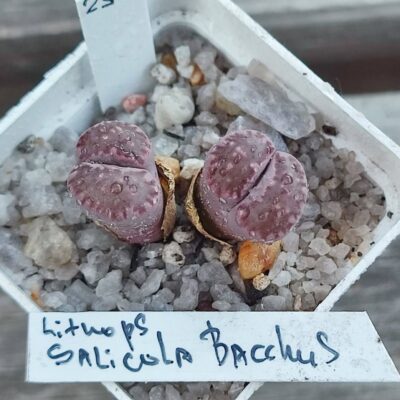 lithops salicola Bacchus