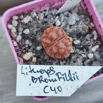 lithops bromfildii C40