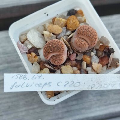 lithops fulviceps c220