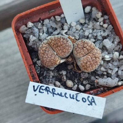 lithops verruculosa