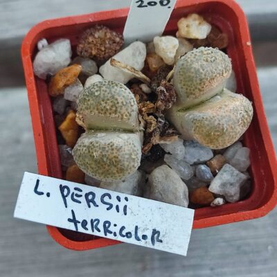 lithops terricolor persii