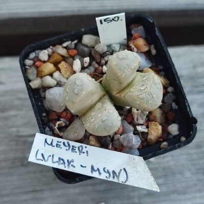 lithops meyeri Vlak Myn