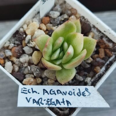 echeveria agavoides variegata