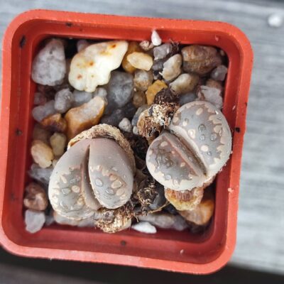 lithops otzeniana