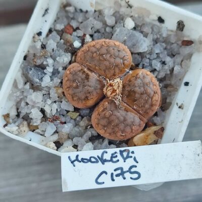 lithops hookeri C175