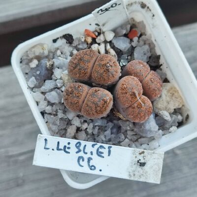lithops lesliei c6