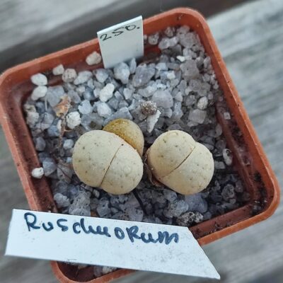 lithops ruschiorum
