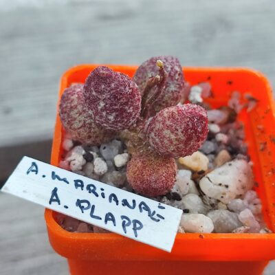 adromischus marianiae A Plapp