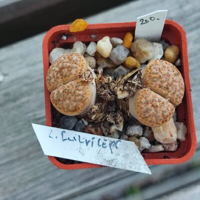 lithops fulviceps