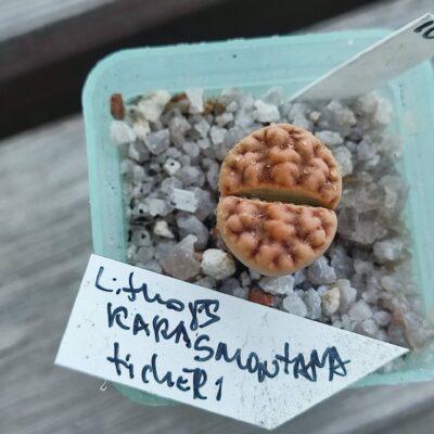 lithops karasmontana ticheri