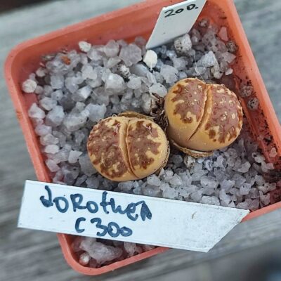 lithops dorothea C300