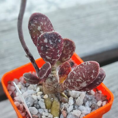 adromischus marianiae Dark Side