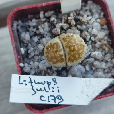 lithops julii C179
