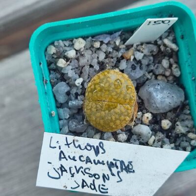 lithops aucampiae Jacksons Jade