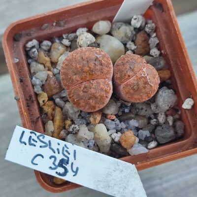 lithops lesliei C354