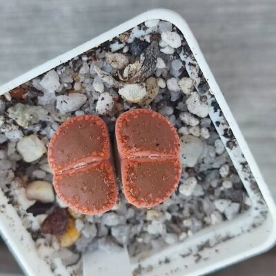 lithops aucampiae selection open windows