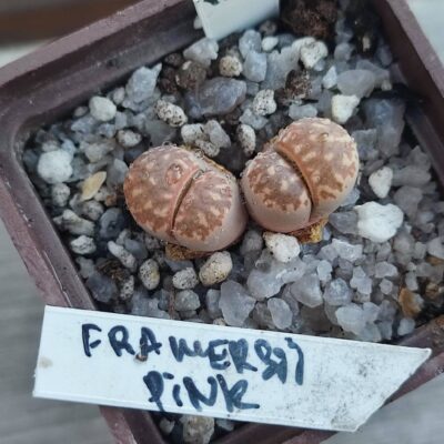 lithopd framersii pink