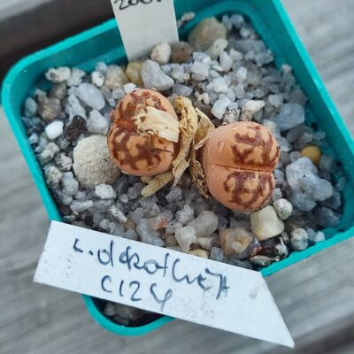 lithops dorothea с124