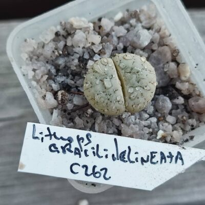 lithops gracilidelineata c262