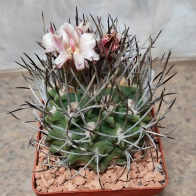744 Neochilenia spesies
