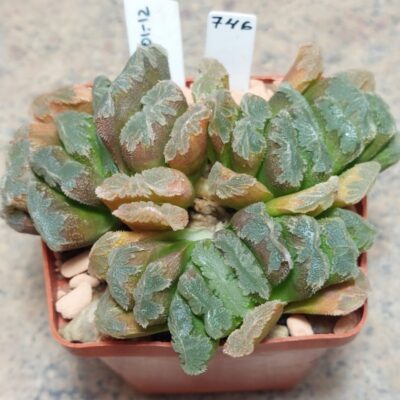746 Haworthia truncata hybrid весь горшик вік 10 років