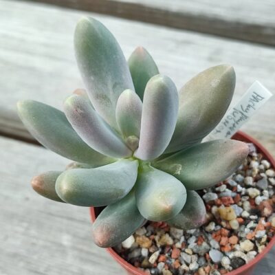 Pachyphytum momobijin